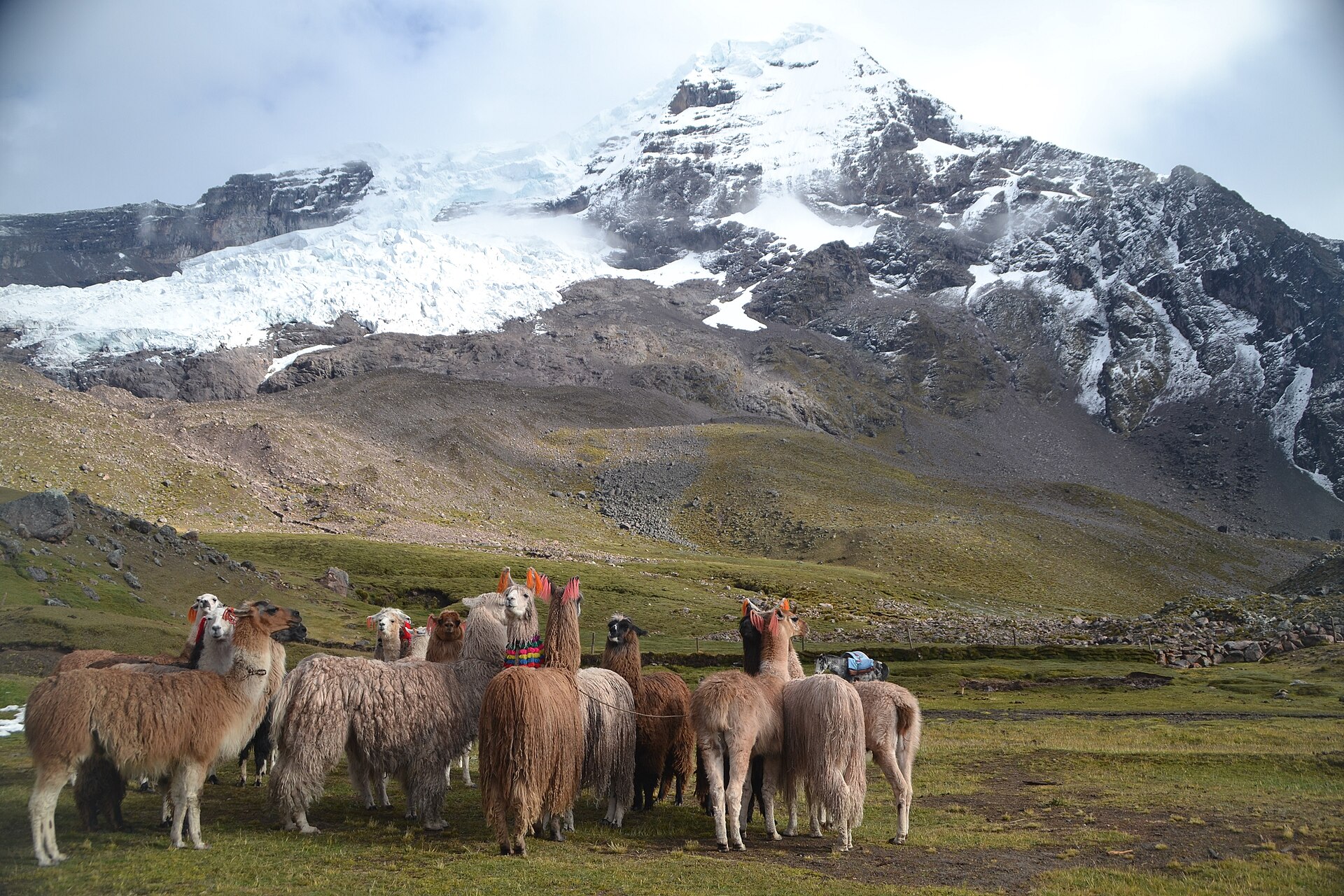 Apu Ausangate met lama's, Peru